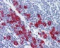 MPO / Myeloperoxidase Antibody (clone 9B12G7)
